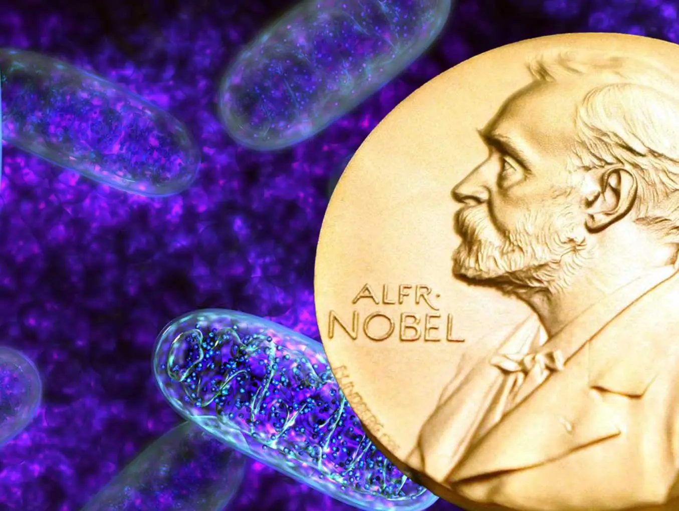 Medizin-Nobelpreis für Zellforschung